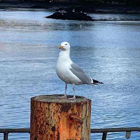 Vakantiehuis Laughing Seagull - Sea Views And Sauna Castletownbere