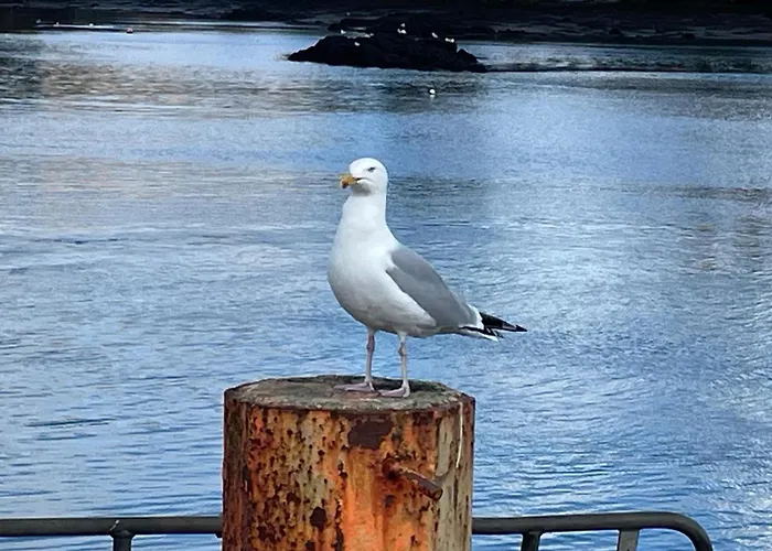 بيت للعطل Laughing Seagull - Sea Views And Sauna كاستيلتاونبير